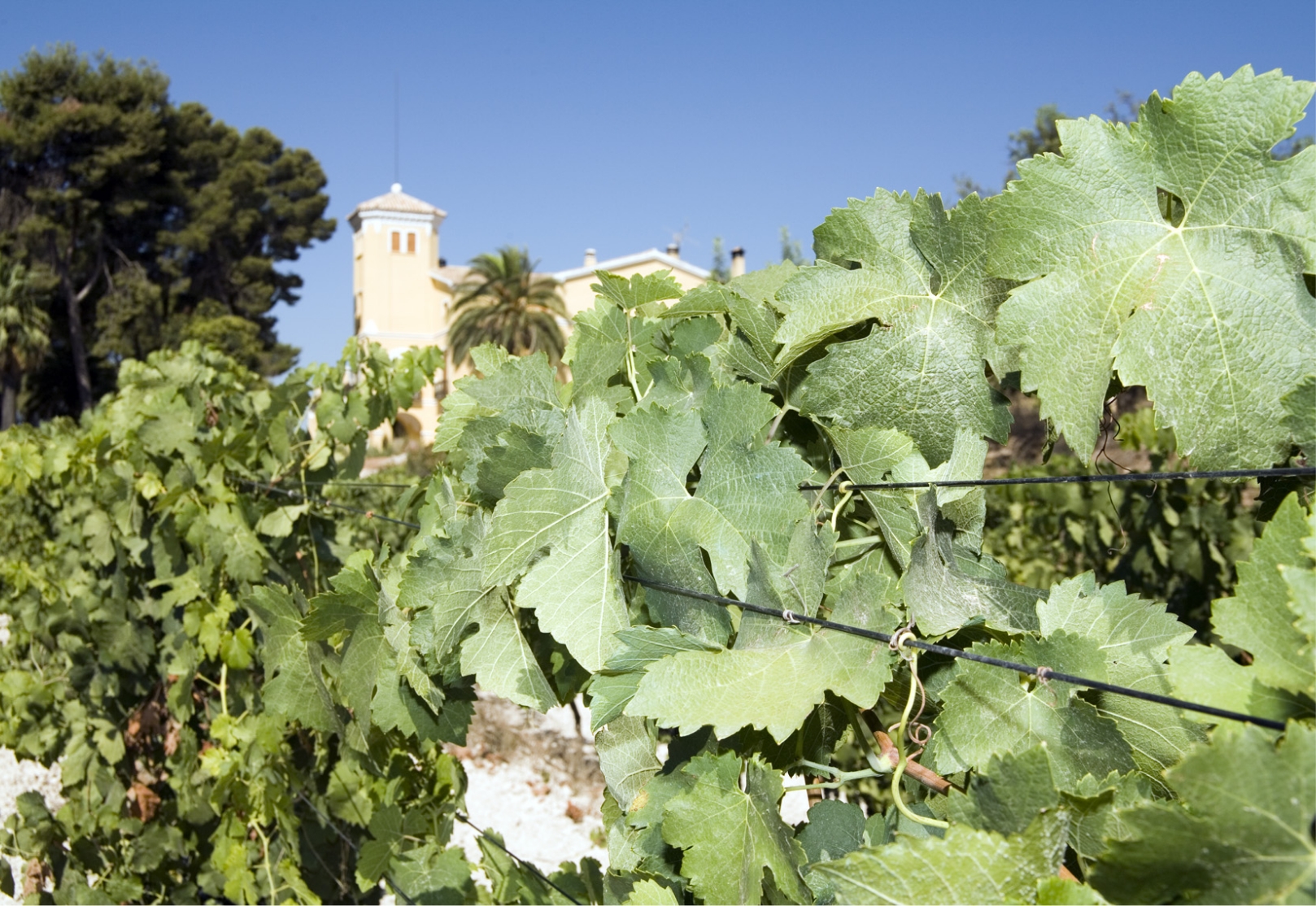 principal-bodeda-el-angosto